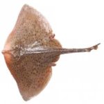 شعاع