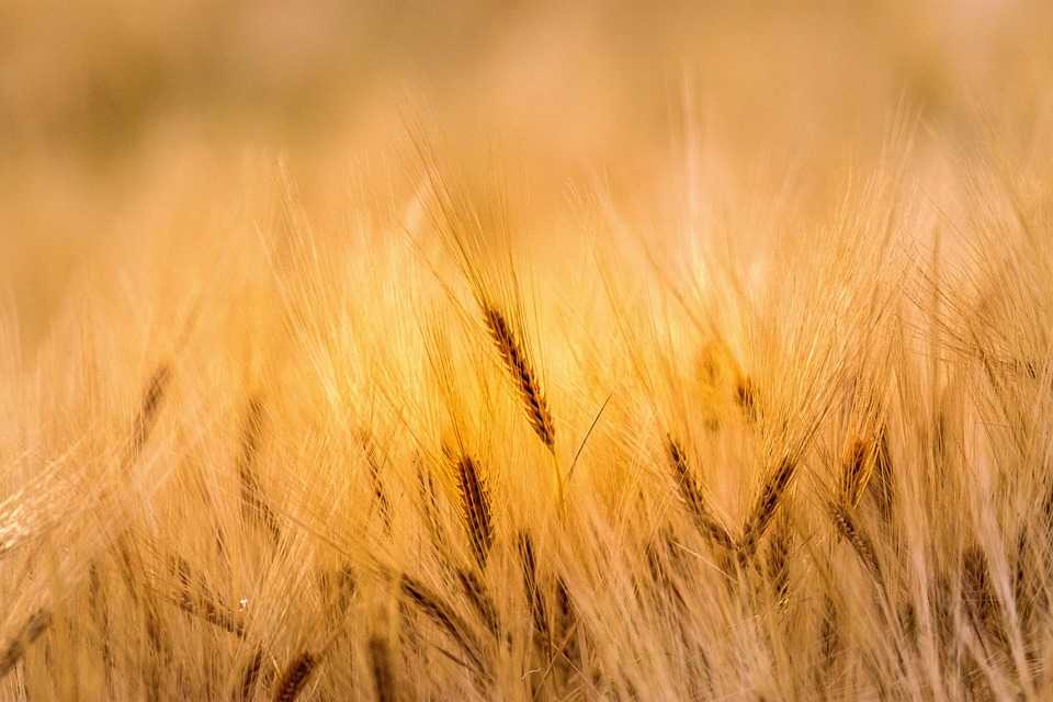 دليل الهاتف للمؤسسات التابعة لوزارة الفلاحة والتنمية الريفية